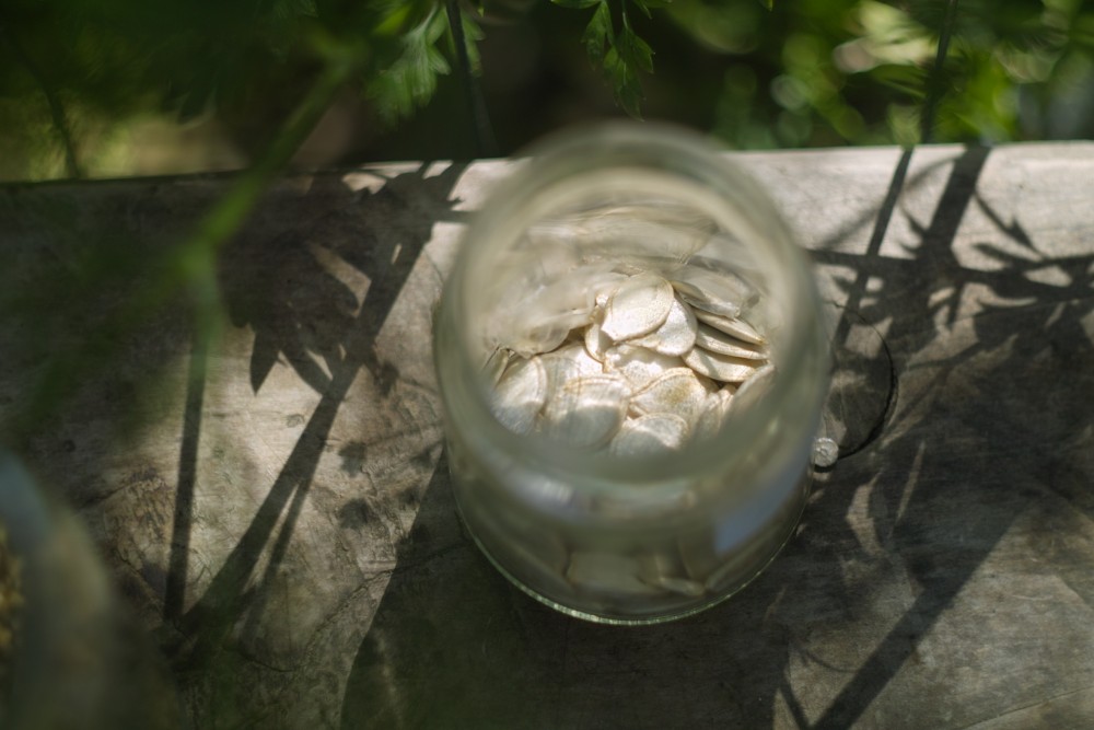 Die Samenbibliothek Maribor