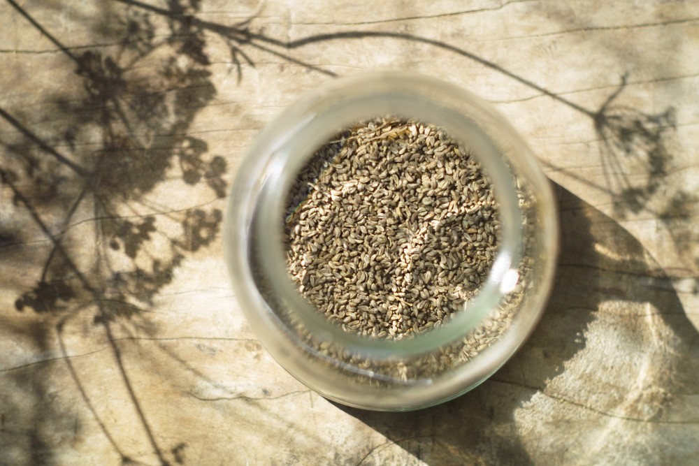 Die Samenbibliothek Maribor